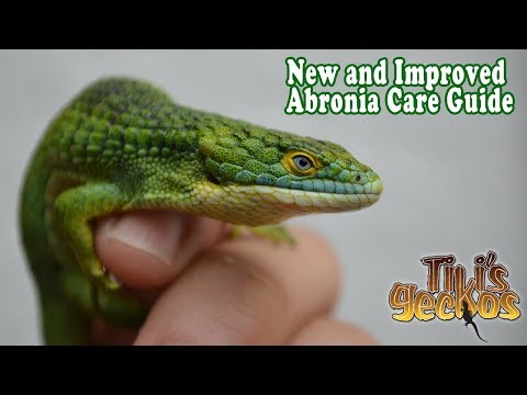 YouTube reptile video