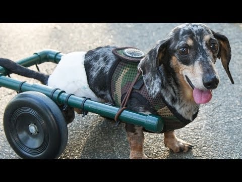 bobby - Ricky Bobby would never have walked again -- until we rescued him. Watch his incredible story, then donate to help other animals in need: http://www.humaneso...