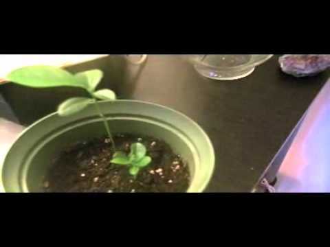 how to grow a lemon tree in ct