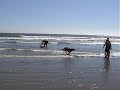 Lily the wonder dog, Surf\