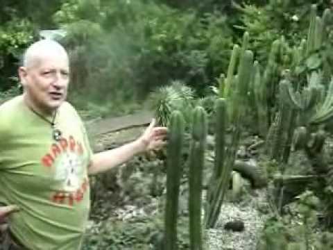 how to trip from san pedro cactus