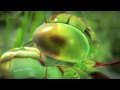 ||| Emotional Music Maths Touch - Phi in Nature |||