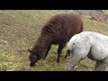 Click here to watch this video 2011年11月5日 剣淵町ビバアルパカ牧場 パンチ