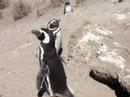 Ping�in chamando companheira2