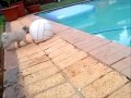 Pug Puppy - Funny