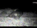 TH: Pipping Hole Larger..wmv