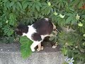 Greek cats!
