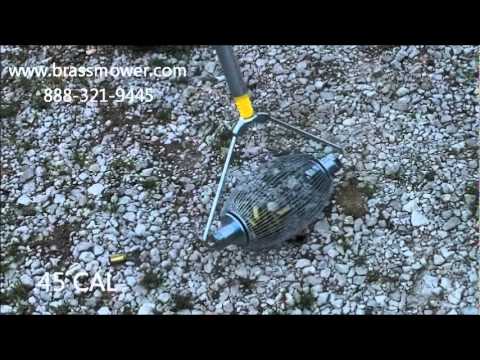 how to collect shells