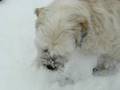 videos de Snow Queen Bertie