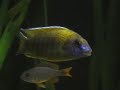 Um pequeno vídeo mostrando meu aquário de ciclídeos africanos do Malawi completando seu primeiro mês de montado. Comecei a colocar os peixes há uma semana e agora ele está com a seguinte fauna:----A small video showing my african cichlid tank as it gets one month old. I started to put fish in there last week and now it has the following stock list:----6 Labidochromis caeruleus white3 Copadichromis borleyi Kandango1 Dimidiochromis comprecisseps1 Aulonocara baenschiPretendo fazer um vídeo de 5 minutos todos os meses para ilustrar a evolução do aquário e dos peixes. 