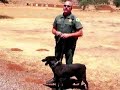 Roy The Police Dog
