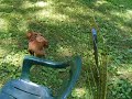 outside in the new pen, 6 weeks