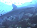 Jeb diving in Galapagos
