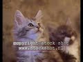 Maine Coon