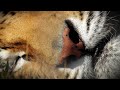 The Wildcat Sanctuary: No More Wild Pets - Tiger Exotic Pet PSA