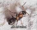 The Ant and The Grasshopper. (Twisted Version)