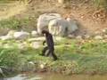 Hilarious Gibbon Ape (not actually a Monkey)