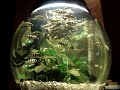 Haplochromis sp.\"zebra obliquidens\" Haplochromis sp.\"zebra obliquidens\"