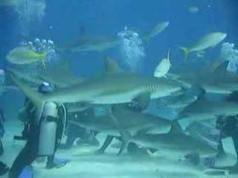 Shark Feeding in the Bahamas