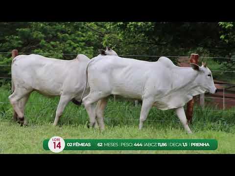 LEILO VIRTUAL FMEAS AGROPECURIA RIBEIRPOLIS