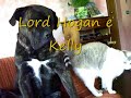 Hogan e Kelly.wmv