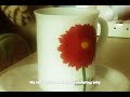 Search Video