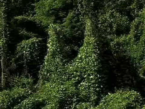 how to control kudzu vines