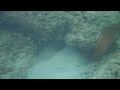 Moray Eel