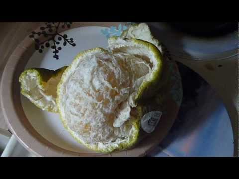how to grow ugli fruit