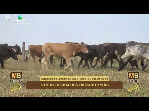 521� LEIL�O VIRTUAL MB LEIL�ES