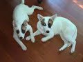 Meet Waverly and Koko
