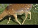 Travels With Our Cats: Fossil Rim Travels With Our Cats: Fossil Rim