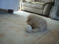 ゴールデンボウル