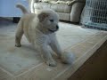ゴールデンボウル