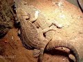 Die Paarung der Bartagamen konnten wir bisher nur in der geschützten Umgebung im Terrarium beobachten. Und umgekehrt beginnt das Paar nur bei genügend Platz mit dem Balztanz.