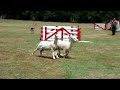 Sheep dog demonstration at Agrodome Rotorua NZ