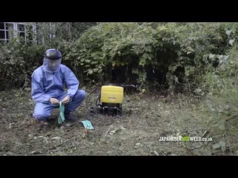 how to eliminate japanese knotweed