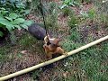 orava