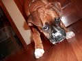 Lucy The Boxer puppy 4 months old