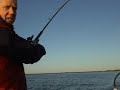 Kalastus / Fishing -  Kuha kahdella koukulla kiinni