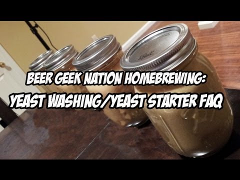how to harvest beer yeast