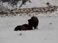 BFC: Bison Hunt Video from 1/07/06 - Pt. 2