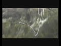 friggin rad super girl bungy-jumps