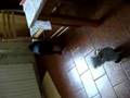 Pug video