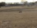 videos de BudBud gives the XL a good run!!