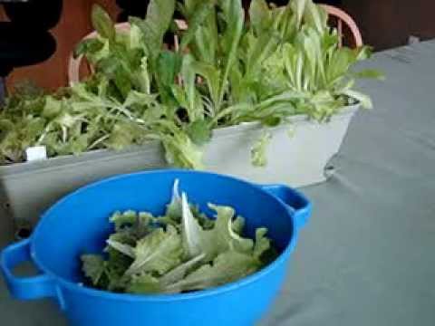 how to harvest lettuce so it keeps growing