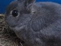 Scared Rabbit runs away