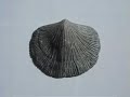 Introduction to Fossil Sea Shell BRACHIOPODS pt 2 of 4