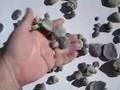 Introduction to Fossil Sea Shell BRACHIOPODS pt 2 of 4