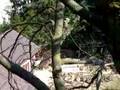 Arborist